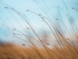 Golden wheat swaying in the breeze, symbolizing natural wellness and balance