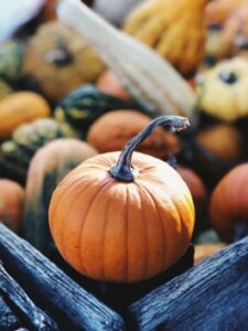 A close-up of a small pumpkin nestled among a variety of gourds, symbolizing fall abundance and festive decor.