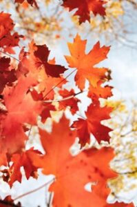 "Vibrant maple leaves in brilliant shades of autumn red against a clear sky, capturing the essence of the season.