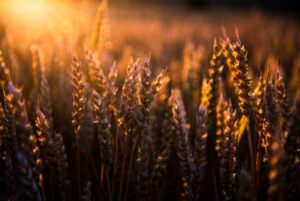 Warm sunlight bathing a field of wheat during sunset, evoking a sense of autumn warmth and harvest.
